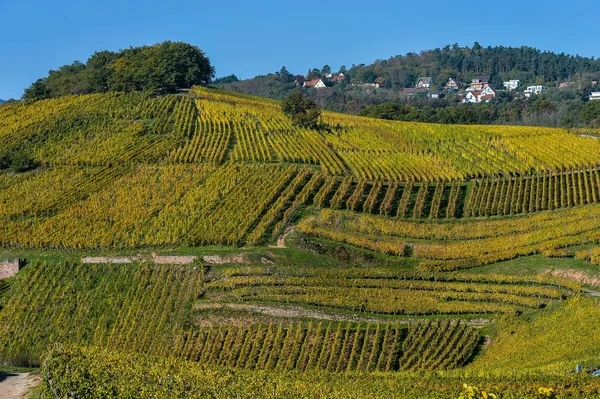 Alsace üzüm bağları, Sonbahar, Fransa — Stok fotoğraf