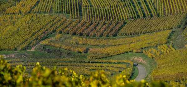 Winnic Alzacji, jesienią, Francja — Zdjęcie stockowe