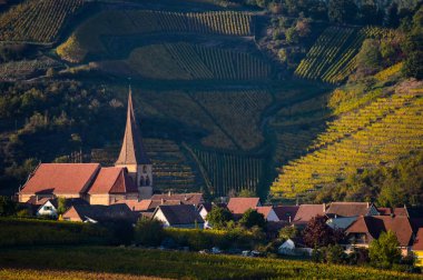 Niedermorschwih, Alsas üzüm bağları, Alsace, Fransa, Avrupa, sonbahar