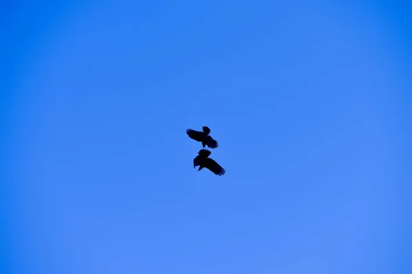 Zwei Krähen kämpfen am blauen Himmel — Stockfoto