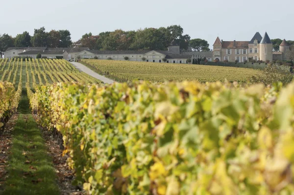 Виноградник і Chateau d'Yquem, Сотерн регіону — стокове фото