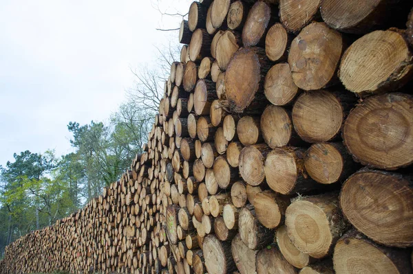Pine logs in het bos, hout als hernieuwbare energiebron — Stockfoto