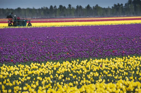 Σειρά των χρωμάτων στο tulip αγρόκτημα στο Gironde — Φωτογραφία Αρχείου