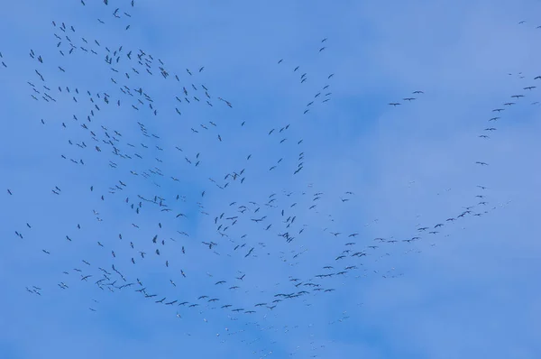 Kraniche fliegen gegen den blauen Himmel — Stockfoto