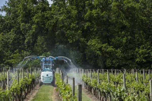 Agricultural chemical treatments in spring vineyard — Stock Photo, Image