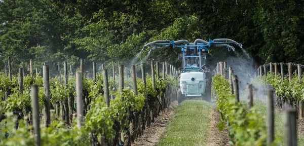 Perawatan kimia pertanian di kebun anggur musim semi — Stok Foto