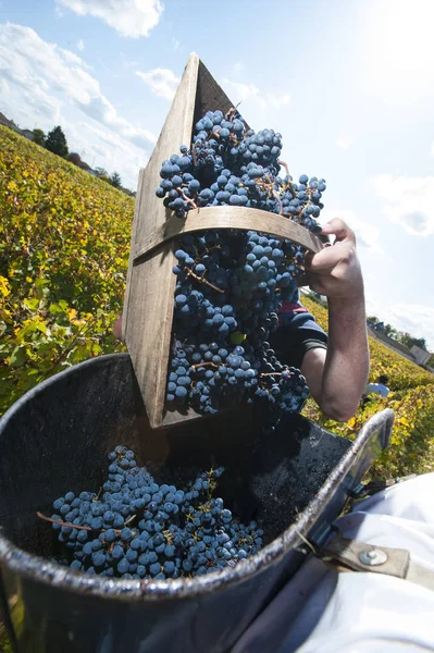 Cosecha de uva, bahía roja, viñedo de Burdeos — Foto de Stock