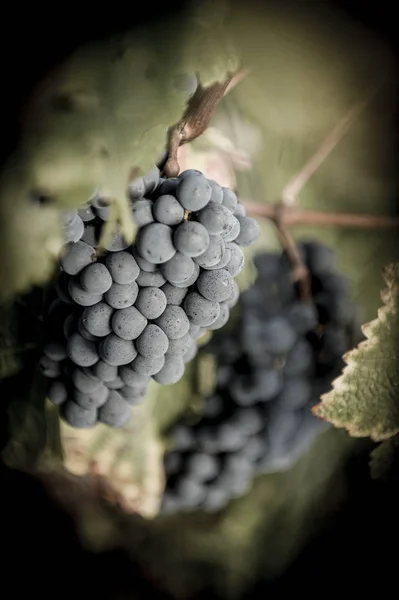 Mazzo di uva rossa prima della vendemmia, merlot — Foto Stock