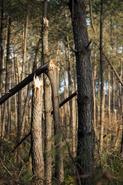 Καταστροφή καταιγίδας. Σπασμένο δέντρο στο δάσος — Φωτογραφία Αρχείου