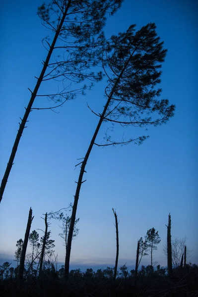 Шторм поврежден. Сломанное дерево в лесу — стоковое фото