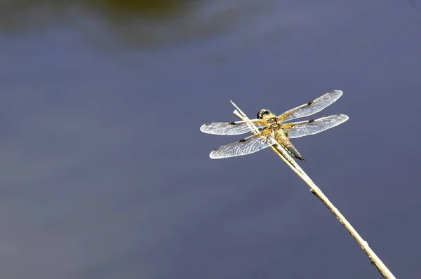 Dragonfly outdoor on water background — Stock Photo, Image