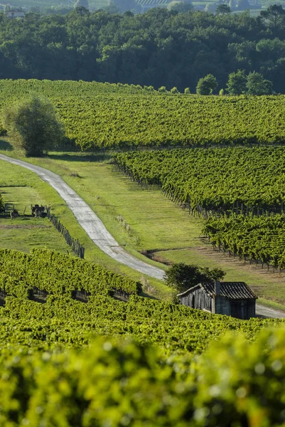 Proslulé vinné stezce v Bordeaux vinice, Akvitánie — Stock fotografie