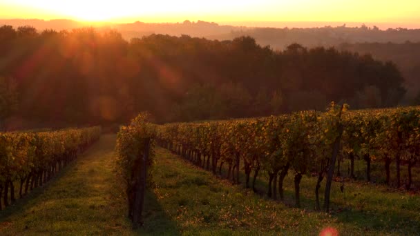 Bordeaux vinice na podzim, sunrise, časová prodleva