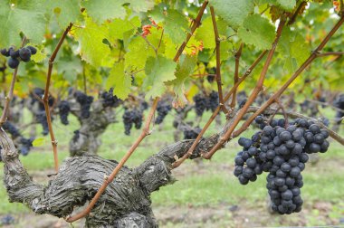 Red merlot grapes, Bordeaux vineyard clipart
