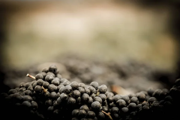 ブドウのワインの収穫は、ボルドーひとしきりフランス — ストック写真