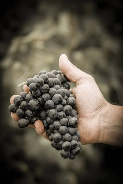 Çiftçiler el ile taze siyah üzüm hasat — Stok fotoğraf