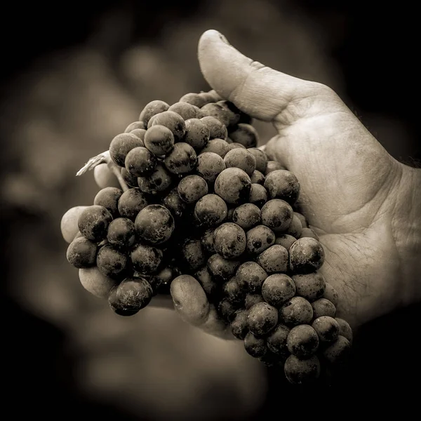 Campesinos manos con uvas negras recién cosechadas —  Fotos de Stock