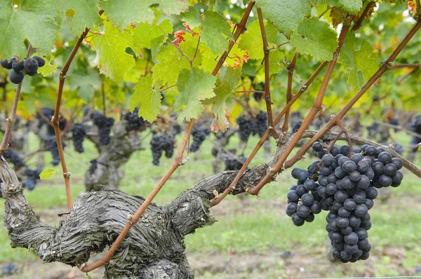 Red merlot grapes, Bordeaux vineyard — Stock Photo, Image