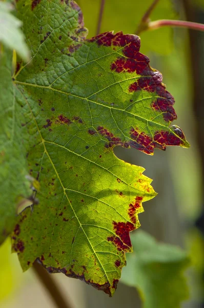 Achtergrondafbeelding van de herfst bladeren in wijngaard — Stockfoto