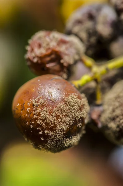 Vin pourri noble raisin, raisins avec moisissure, Botrytis, Sauternes — Photo