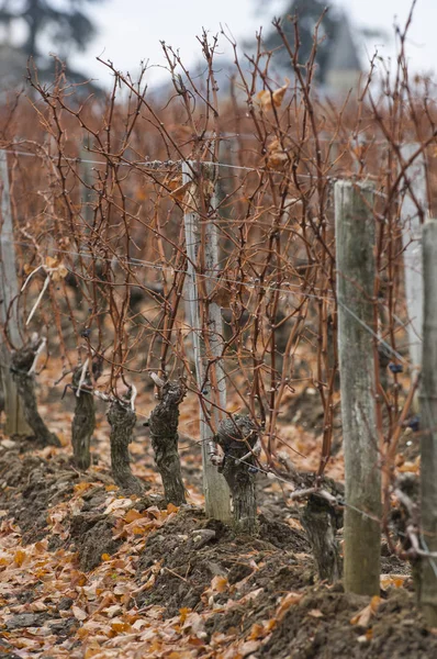 Voeten wijngaard bij zonsondergang, Bordeaux Wineyard — Stockfoto