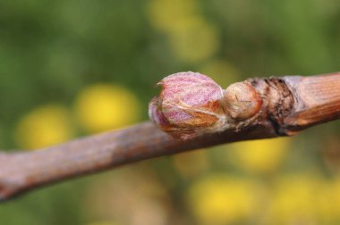 New growth budding out from grapevine Vineyard. clipart