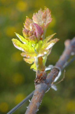 Yeni büyüme asma üzüm bağı filizlenen.