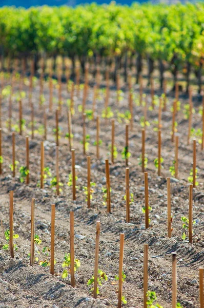 Franska ung planta vingårdar — Stockfoto