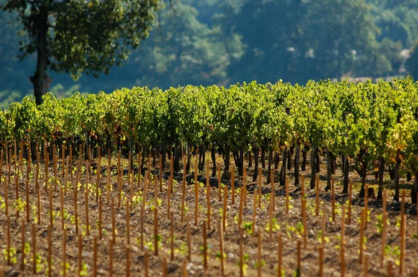 Franse jonge plant wijngaarden — Stockfoto