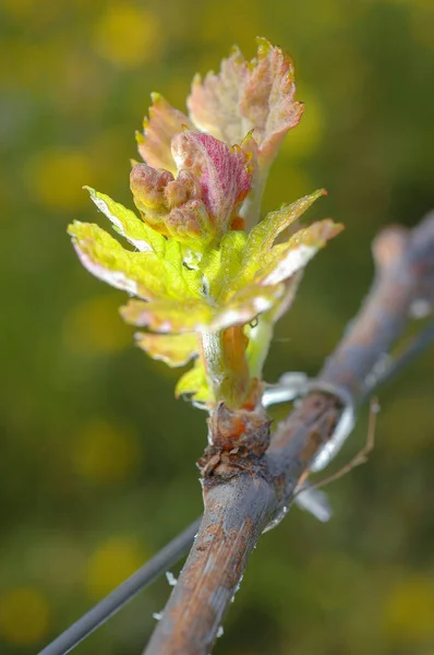 Ny tillväxt spirande ut från grapevine vingård. — Stockfoto