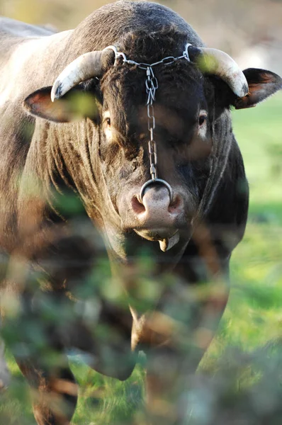 Boeuf w jego łąki, Bazas, Francja — Zdjęcie stockowe