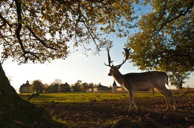 Whitetail Geyik ayakta yaz ahşap