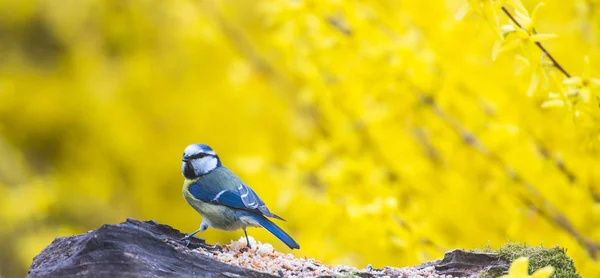 Tit, blå herrgård på vintern äter frön och fett i en trädgård — Stockfoto