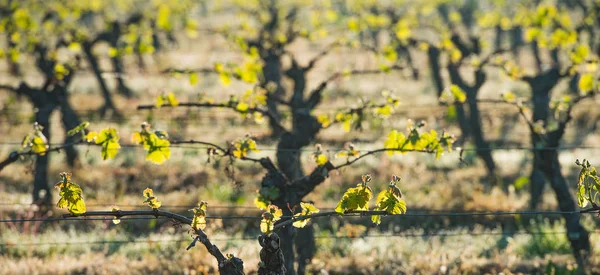 Primeira primavera folhas em uma videira treliçada crescendo na vinha — Fotografia de Stock