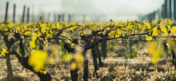 Primeras hojas de primavera sobre una vid trellised que crece en el viñedo —  Fotos de Stock