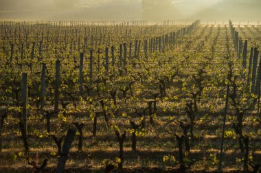 İlk bahar bağ büyüyen bir Kafesli asma yaprak