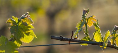 İlk bahar bağ büyüyen bir Kafesli asma yaprak