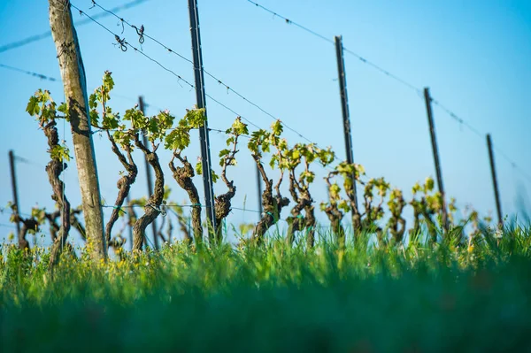 First spring leaves on a trellised vine growing in vineyard — Stock Photo, Image
