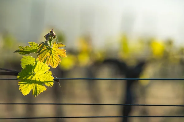 Die ersten Frühlingsblätter an einer Spalierrebe, die im Weinberg wächst — Stockfoto