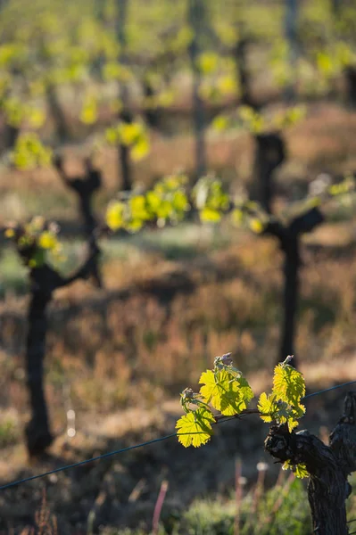 První jarní listy na laťových vegetační vinici — Stock fotografie