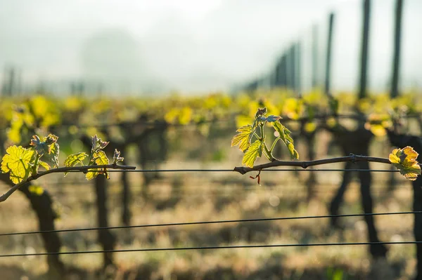Primeras hojas de primavera sobre una vid trellised que crece en el viñedo —  Fotos de Stock