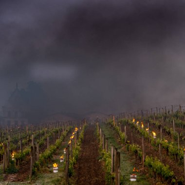 The Bordeaux vineyards affected by a devastating frost clipart