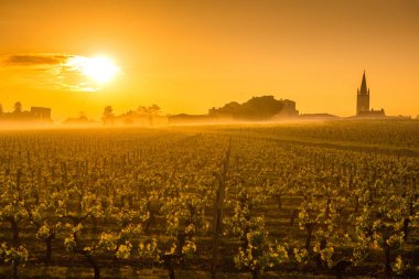 Saint Emilion Sunrise, Bordeaux Vineyard, France
