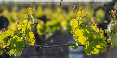 Sunlights üzüm bağları ile genç Şubesi