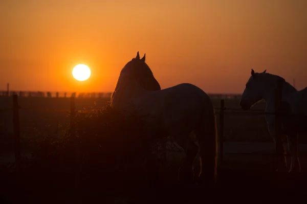 Caballos al atardecer en el campo — Foto de Stock