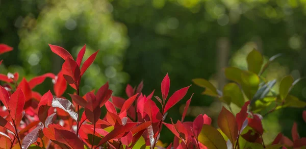 Red leaves at spring in a beautiful garden — Stock Photo, Image