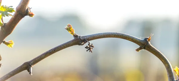 Första våren lämnar på en trellised vinodling i vingården, Bor — Stockfoto