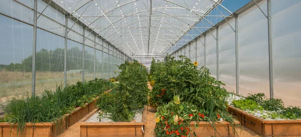 Plantas de hortaliças crescendo em uma estufa — Fotografia de Stock