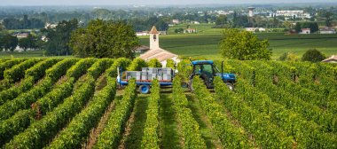 Saint Emilion, Bordeaux üzüm bağları içinde kırmızı üzüm hasat
