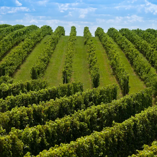 Sonnenuntergang, Landschaft, Weinberg von Bordeaux, Frankreich — Stockfoto